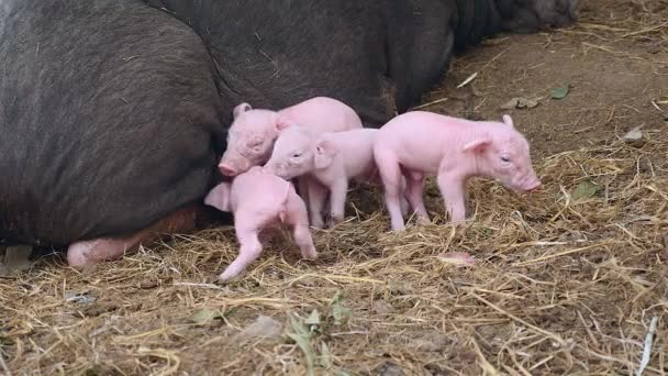 Ferkel versuchen Zitzen aus Zitzen einer schwarzen Sau zu greifen (Nahaufnahme) ) — Stockvideo