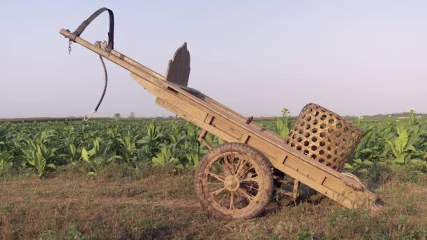 Cesta de bambú sobre carro de madera a la izquierda hacia arriba en posición vertical en el camino rural a través de campos de tabaco . — Vídeo de stock