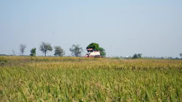 Combiner la récolte de riz et la volée d'oiseaux survolant 