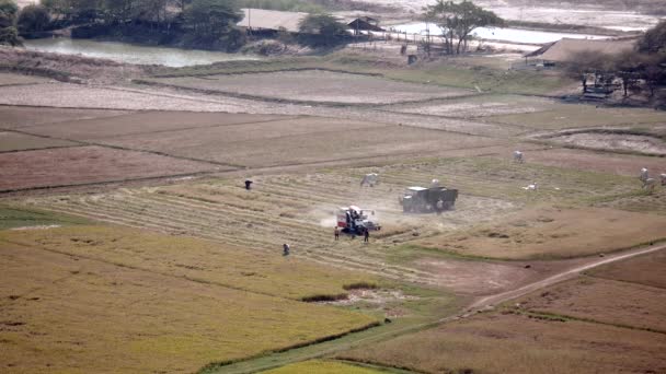 Horní pohled na rýžová pole a používané sklízecí komr — Stock video