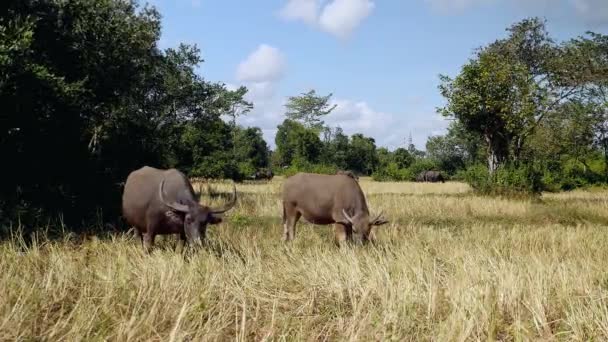 Waterbuffels grazen in een veld — Stockvideo
