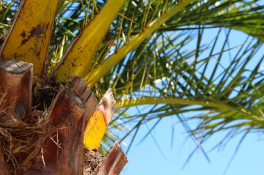 Palmiye ağacı renkli taç