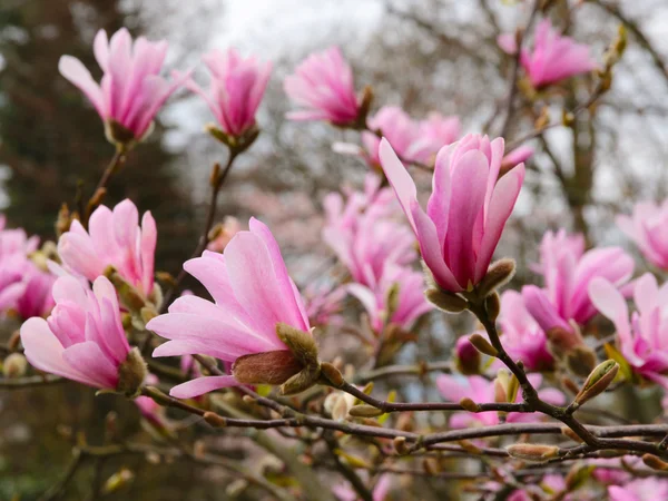 Magnolia rose fleuri — Photo