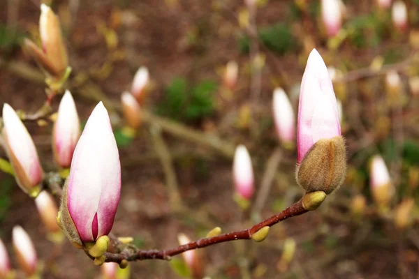 Çiçeği pembe Manolya — Stok fotoğraf