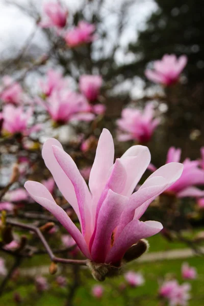 Çiçeği pembe Manolya — Stok fotoğraf