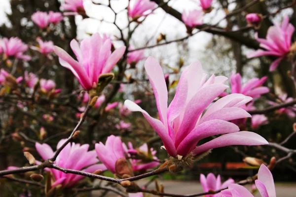 Çiçeği pembe Manolya — Stok fotoğraf