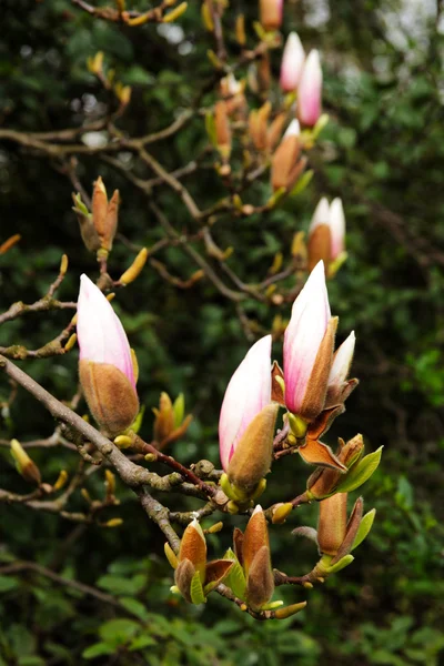 Çiçeği pembe Manolya — Stok fotoğraf