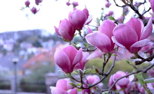Çiçeği pembe Manolya — Stok fotoğraf