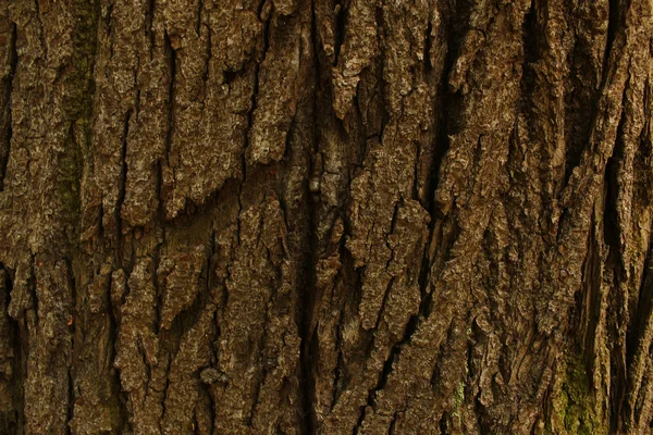 古い木の質感 — ストック写真
