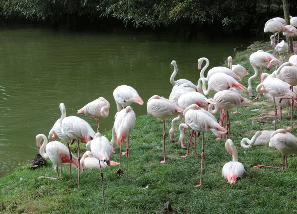 Flok af flamingoer - Stock-foto