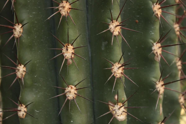 Textura de cactus —  Fotos de Stock