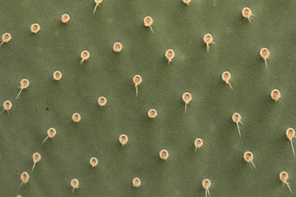 Текстура кактуса — стоковое фото