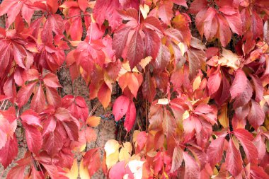 düşen yapraklar arka plan doku