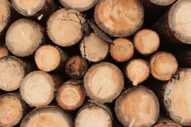 Ladin ormanda günlüğe kaydeder.