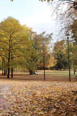 Sonbahar / renk ağaçlar güzel bir parkta