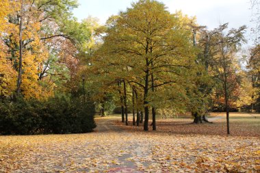 Sonbahar / renk ağaçlar güzel bir parkta