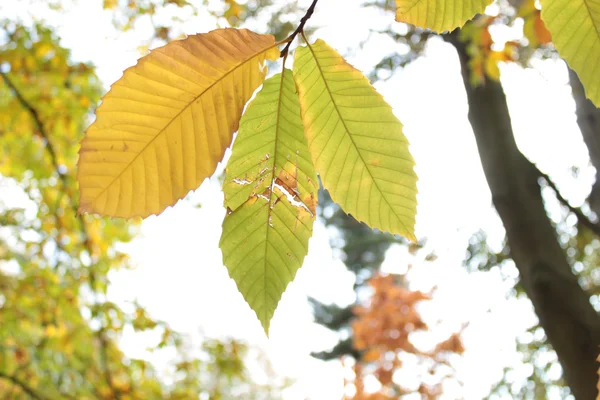 カラー テクスチャの木を紅葉します。 — ストック写真