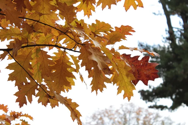 カラー テクスチャの木を紅葉します。 — ストック写真