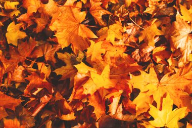 arka plan düşmüş sonbaharında yapılan bırakır