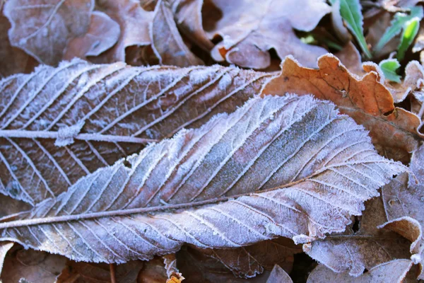 Frostige Blätter Hintergrund Detail Textur — Stockfoto