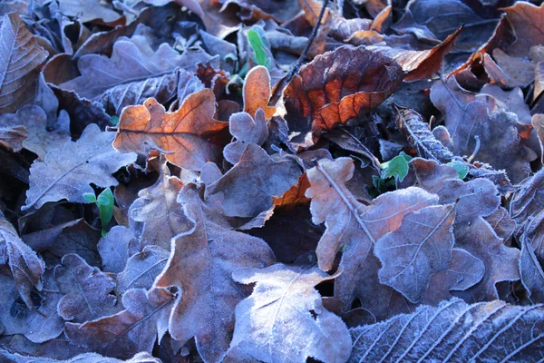 冷ややかな葉のディテール テクスチャを背景します。 — ストック写真