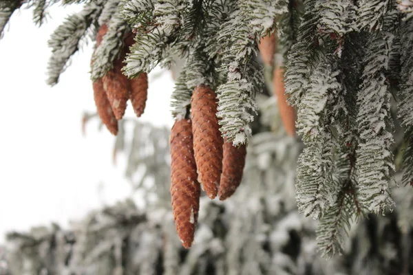 Succursales d'épinettes couvertes de givre — Photo