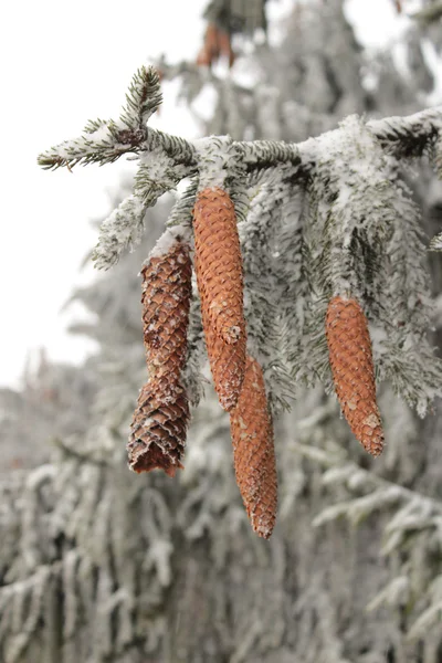 Frostbedeckter Fichtenzweig — Stockfoto