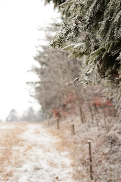 Winter landschap bos rand — Stockfoto