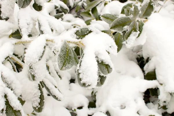 Groene lommerrijke struik besneeuwde winter — Stockfoto