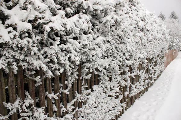 Winter landschap aard — Stockfoto