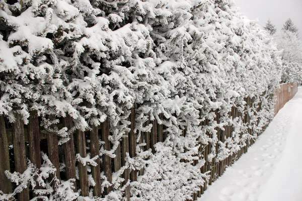 Naturaleza paisaje invierno —  Fotos de Stock