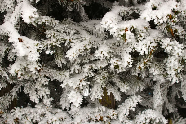 Twijgen van pine besneeuwde — Stockfoto