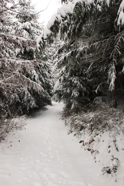 Naturaleza paisaje invierno —  Fotos de Stock