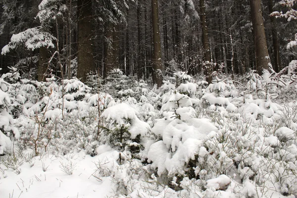 Winter landschap aard — Stockfoto