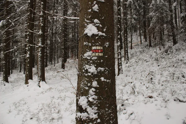Туристичні знаки на дереві . — стокове фото