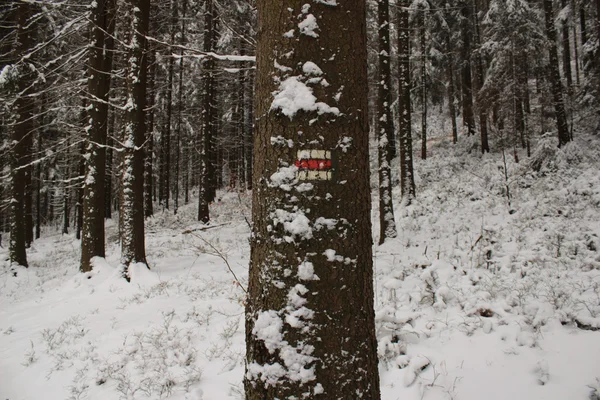 Toeristische tekenen op de boom. — Stockfoto