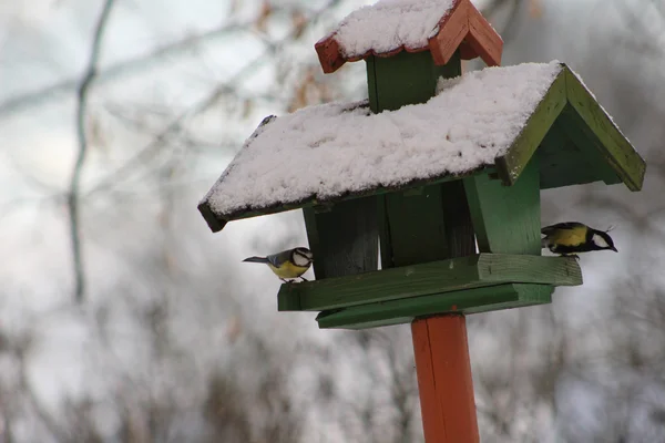 Vinter utfodring av fåglar — Stockfoto