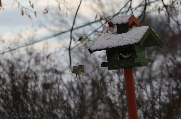 Зимнее кормление птиц — стоковое фото