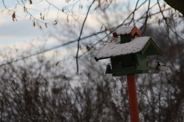 Winterfütterung der Vögel — Stockfoto