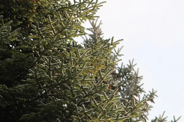 Détail branches d'épinette neigeuse — Photo