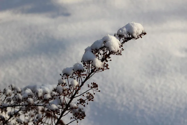 Деталь снігові гілки кущів — стокове фото