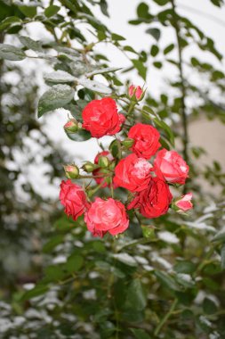    karla kaplı gül çiçekleri