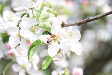 Bahar bahçesinde elma çiçeği açan arı.