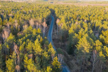 Çam ormanının içinden geçen dolambaçlı, asfalt bir yol. İnsansız hava aracından görüntüle.