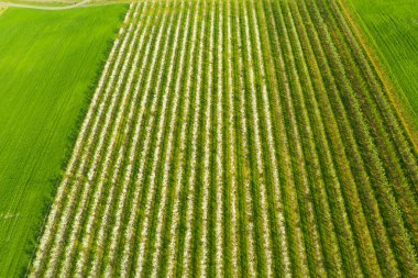 Bahçede bahar. Yukarıdan bakıldığında meyve ağaçlarının çiçeklenme mevsiminde meyve bahçesi görülür. Ağaçlar sırayla dikilmiş. Fotoğraf uçan bir İHA ile çekildi..