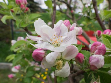 Bahçede bahar. Elma ağacı dalları beyaz pembe tomurcuklar ve çiçeklerle kaplıdır..