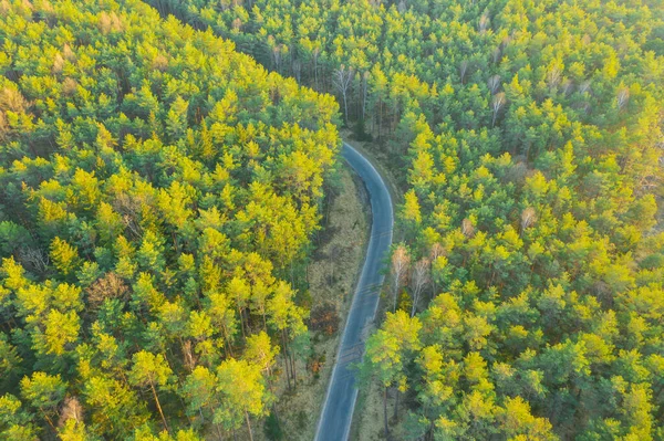 Uma Estrada Sinuosa Asfalto Atravessando Uma Floresta Pinheiros Vista Drone — Fotografia de Stock