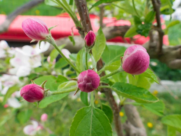 Tavasz Gyümölcsösben Fehér Rózsaszín Rügyekkel Virágokkal Borított Almafa Ágak — Stock Fotó