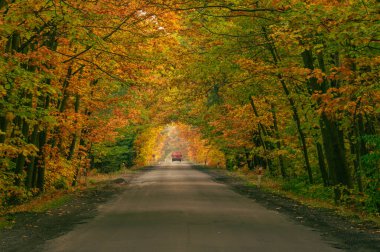 Sonbahar ormanında asfalt yol. Ağaçlarda sarı yapraklar. Ağaçların dalları yola doğru eğilmiş bir tünel oluşturuyor..