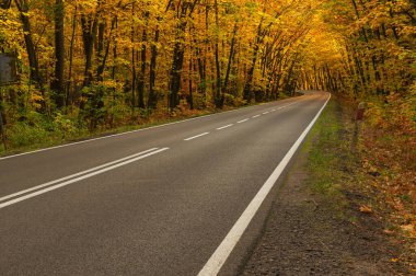 Sonbahar ormanında asfalt yol. Ağaçlarda sarı yapraklar. Ağaçların dalları yola doğru eğilmiş bir tünel oluşturuyor..